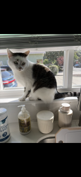 Lost Male Cat last seen Arebba , Martinez, CA 94553