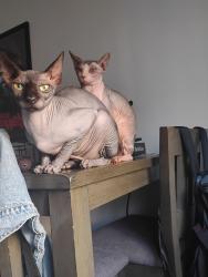 Lost Male Cat last seen Kelso, Inglewood, CA 90301