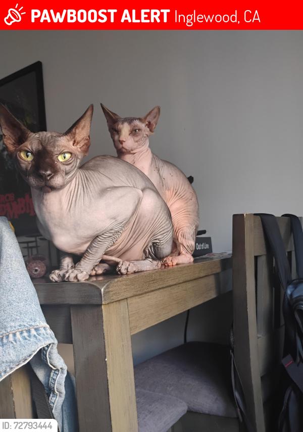 Lost Male Cat last seen Kelso, Inglewood, CA 90301