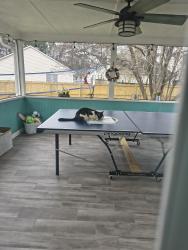 Found/Stray Unknown Cat last seen Old London , North Charleston, SC 29406