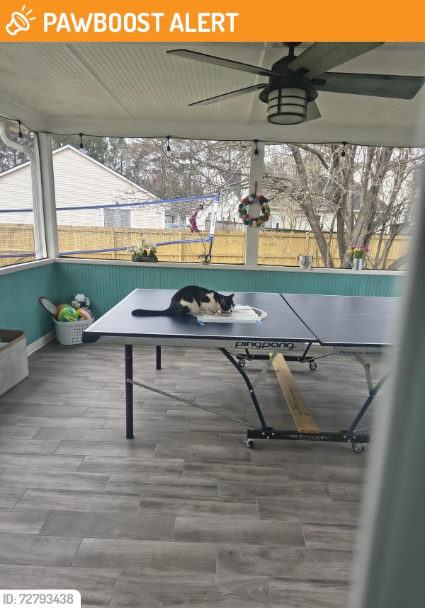 Found/Stray Unknown Cat last seen Old London , North Charleston, SC 29406