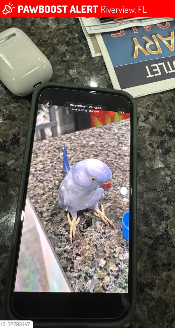 Lost Male Bird last seen Vantana , Riverview, FL 33578