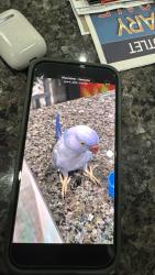 Lost Male Bird last seen Vantana , Riverview, FL 33578