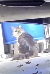 Found/Stray Unknown Cat last seen W. Citrus & Marion Ave, Altamonte Springs, FL 32714
