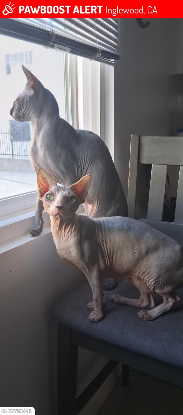 Lost Female Cat last seen Kelso , Inglewood, CA 90301