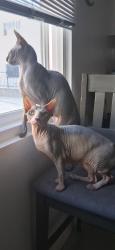Lost Female Cat last seen Kelso , Inglewood, CA 90301
