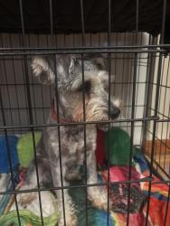 Found/Stray Female Dog last seen Alton road and midway blvd , Port Charlotte, FL 33952