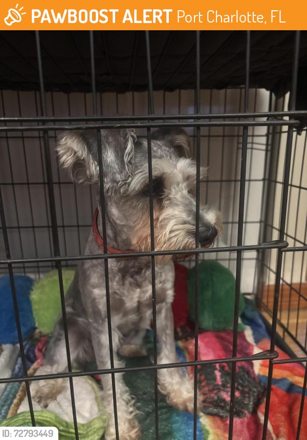 Found/Stray Female Dog last seen Alton road and midway blvd , Port Charlotte, FL 33952