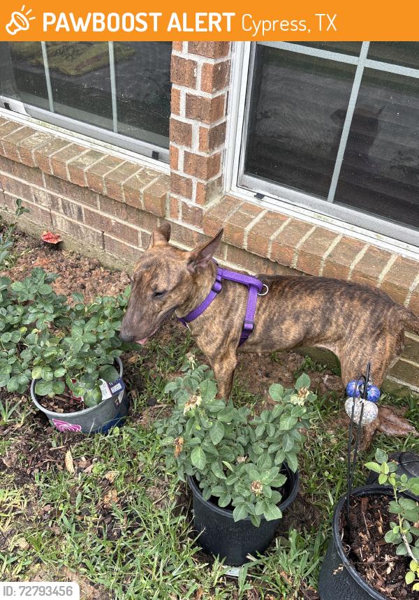 Found/Stray Female Dog last seen Rustic lane cypress tx, Cypress, TX 77433