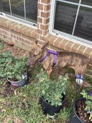 Found/Stray Female Dog last seen Rustic lane cypress tx, Cypress, TX 77433