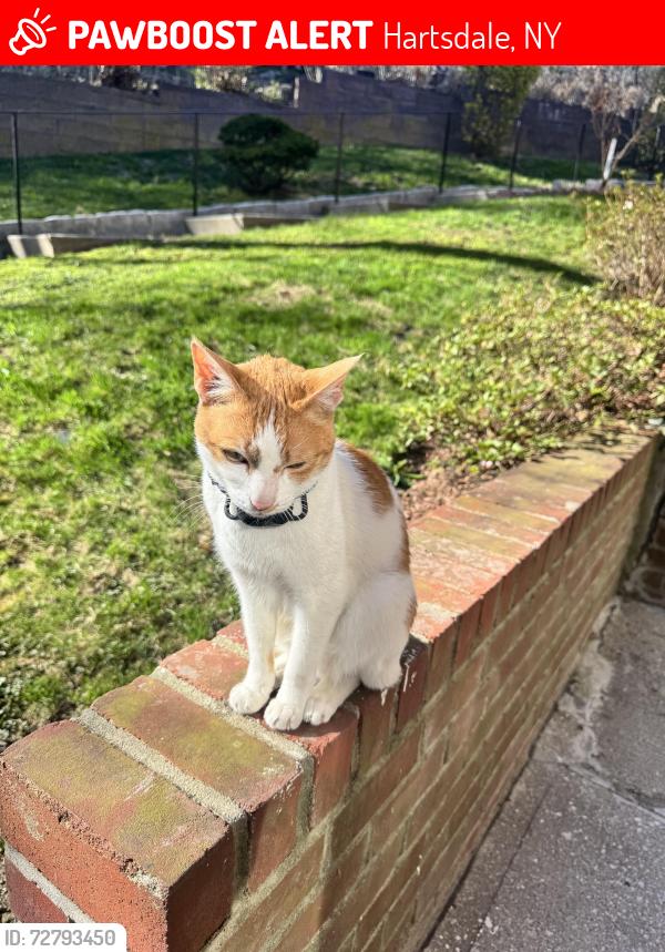 Lost Male Cat last seen Fieldstone Dr , Hartsdale, NY 10530