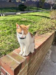 Lost Male Cat last seen Fieldstone Dr , Hartsdale, NY 10530