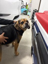 Found/Stray Male Dog last seen Philipi Church, Hoke County, NC 28376