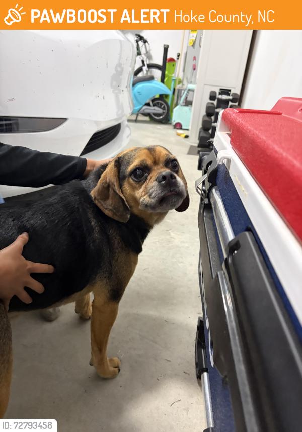 Found/Stray Male Dog last seen Philipi Church, Hoke County, NC 28376