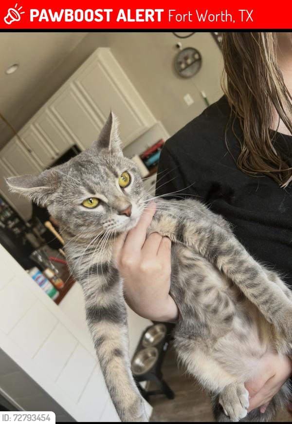 Lost Female Cat last seen Bailey Boswell, near Kroger, Fort Worth, TX 76179