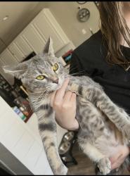 Lost Female Cat last seen Bailey Boswell, near Kroger, Fort Worth, TX 76179