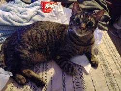 Lost Male Cat last seen Near 44th ave S, Fargo, Fargo, ND 58104