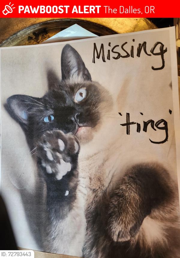 Lost Male Cat last seen West 7 th st., The Dalles, OR 97058