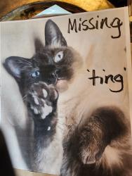 Lost Male Cat last seen West 7 th st., The Dalles, OR 97058
