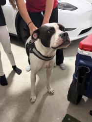 Found/Stray Female Dog last seen Philipi Church Raeford, Hoke County, NC 28376