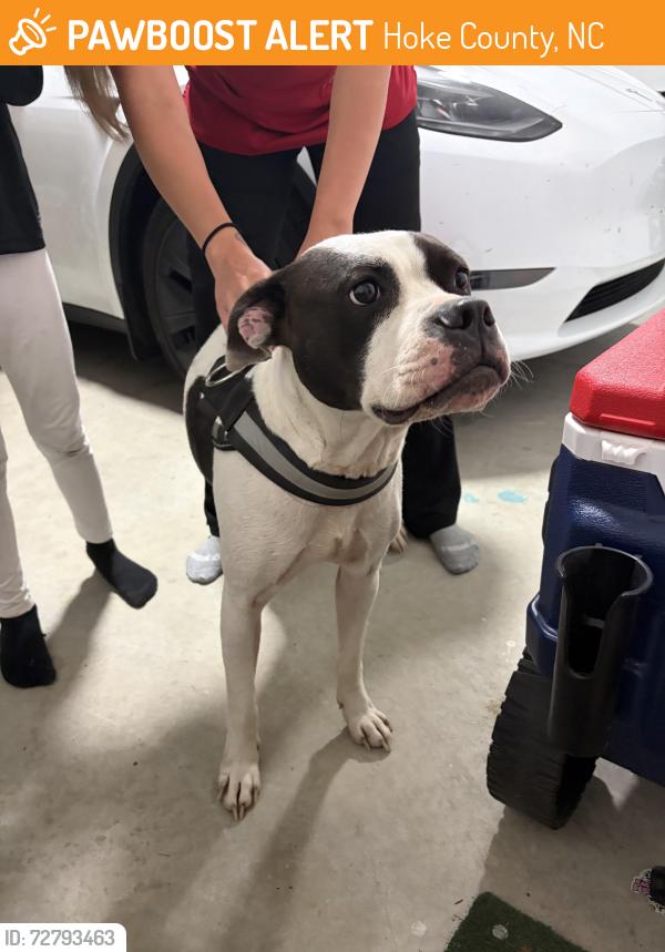 Found/Stray Female Dog last seen Philipi Church Raeford, Hoke County, NC 28376