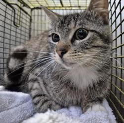 Shelter Stray Female Cat last seen Near BLOCK ORKNEY, San Antonio, TX 78227