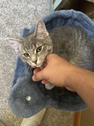 Lost Female Cat last seen Sidney and Dix Toledo , Brownstown Township, MI 48183