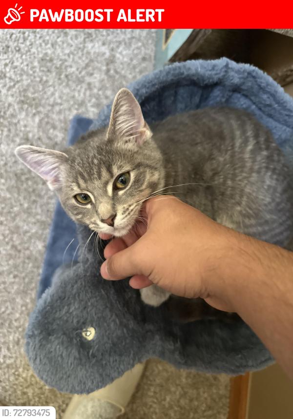 Lost Female Cat last seen Sidney and Dix Toledo, Brownstown Township, MI 48183