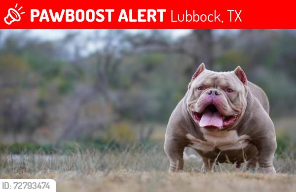 Lost Male Dog last seen Mackenzie middle school , Lubbock, TX 79416