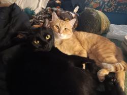 Lost Male Cat last seen Woods behind apmt building, Knoxville, TN 37918