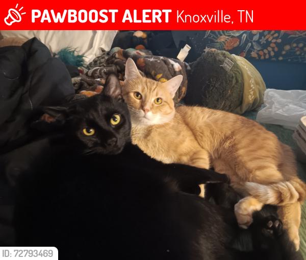 Lost Male Cat last seen Woods behind apmt building, Knoxville, TN 37918
