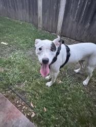 Found/Stray Male Dog last seen Palomino lane and oates , Garland, TX 75043