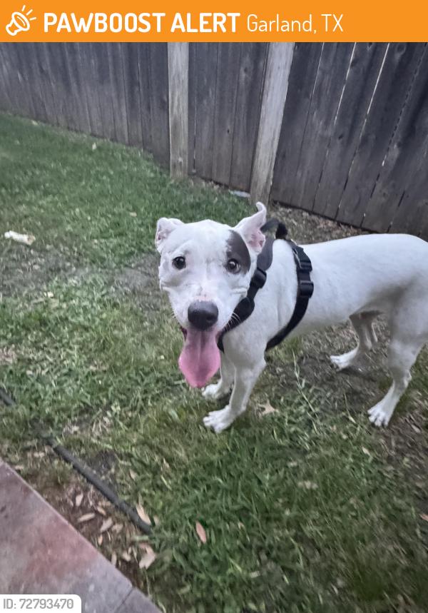 Found/Stray Male Dog last seen Palomino lane and oates , Garland, TX 75043