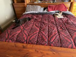 Lost Male Cat last seen Dexter Lemar , Fort Wayne, IN 46816