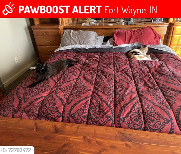 Lost Male Cat last seen Dexter Lemar , Fort Wayne, IN 46816