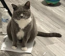 Lost Male Cat last seen Beechwood Ave & Norman st, Bridgeport, CT 06604