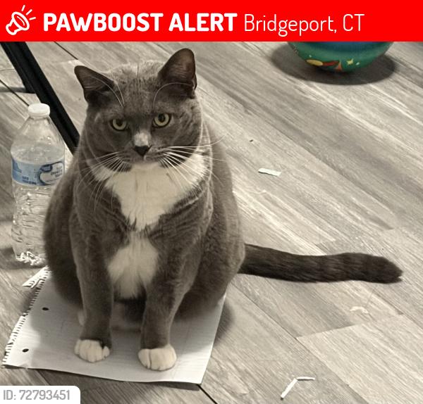 Lost Male Cat last seen Beechwood Ave & Norman st, Bridgeport, CT 06604