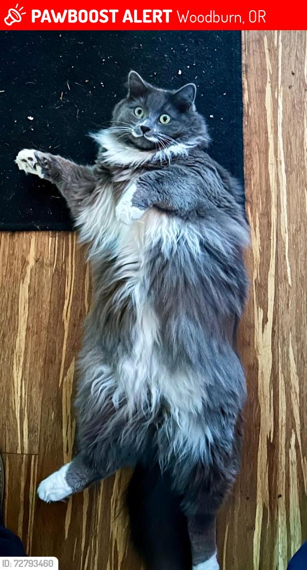 Lost Male Cat last seen Van Lie Ct, and Coastal Farm and Ranch, Woodburn, OR 97071