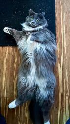 Lost Male Cat last seen Van Lie Ct, and Coastal Farm and Ranch, Woodburn, OR 97071