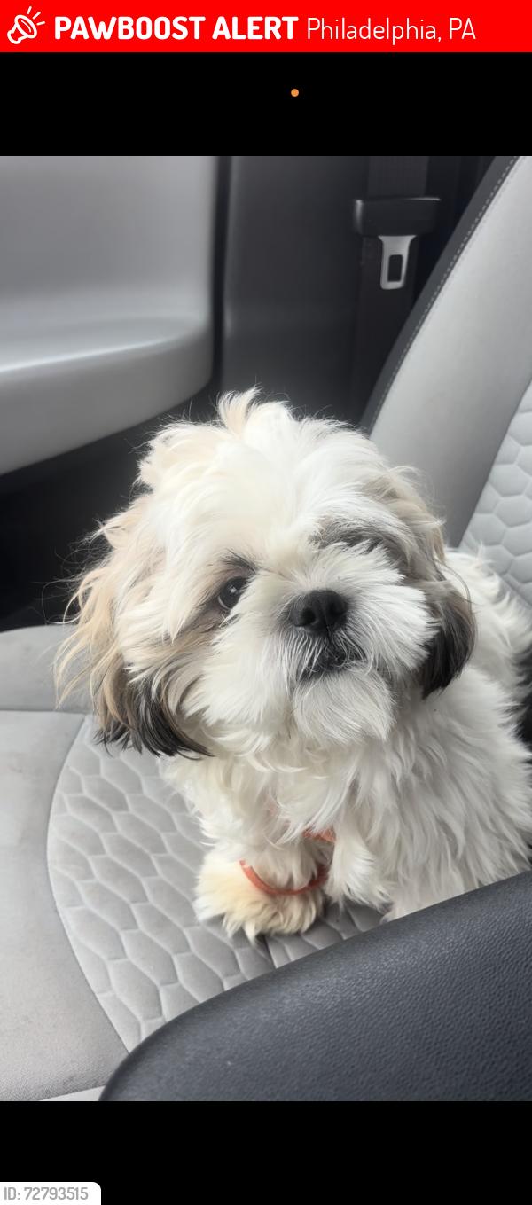 Lost Male Dog last seen 62nd St, Philadelphia, PA 19151