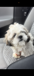 Lost Male Dog last seen 62nd St, Philadelphia, PA 19151