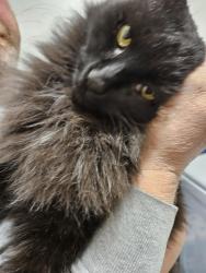 Lost Male Cat last seen St rt 28 and 68 First Stop , Midland, OH 45148