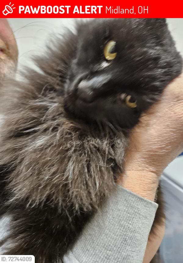 Lost Male Cat last seen St rt 28 and 68 First Stop , Midland, OH 45148