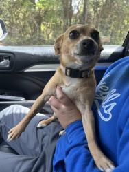 Found/Stray Female Dog last seen Found near woodman hill road , Vancleave, MS 39565
