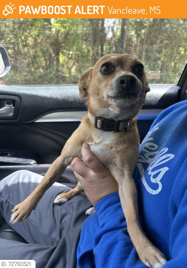 Found/Stray Female Dog last seen Found near woodman hill road , Vancleave, MS 39565