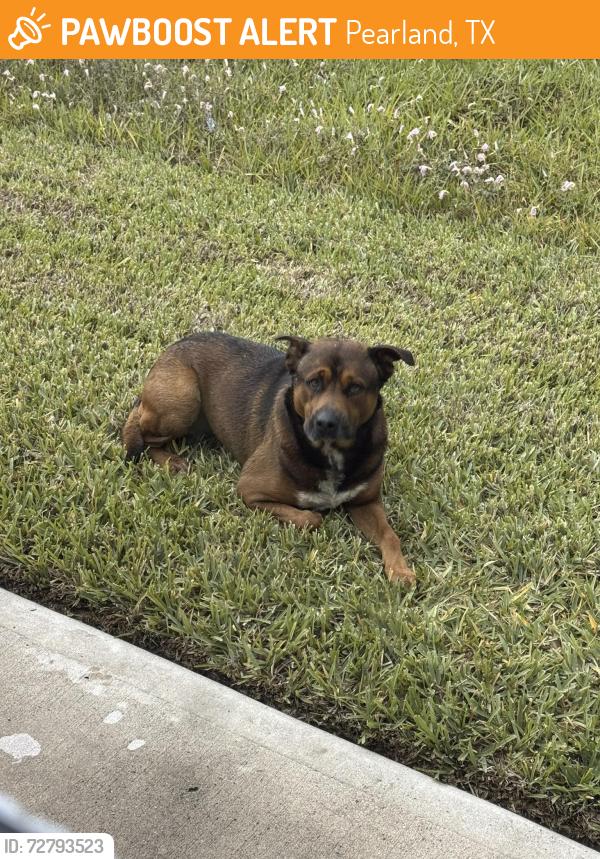 Found/Stray Unknown Dog last seen FM 521 & Broadway/Shadow Grove neighborhood, Pearland, TX 77584