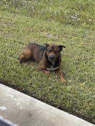 Found/Stray Unknown Dog last seen FM 521 & Broadway/Shadow Grove neighborhood, Pearland, TX 77584