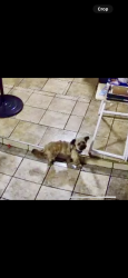Lost Male Dog last seen On 126st between Mona and Alameda st , Los Angeles, CA 90222