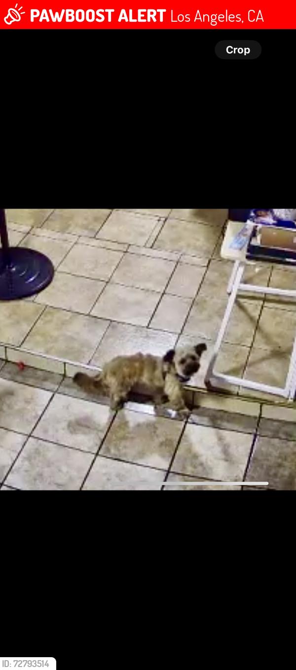 Lost Male Dog last seen On 126st between Mona and Alameda st , Los Angeles, CA 90222