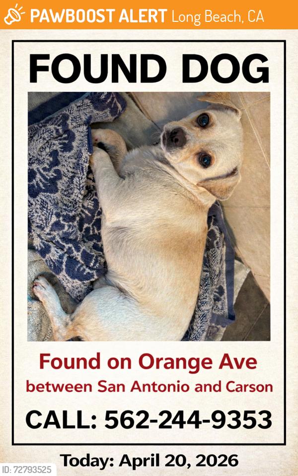 Found/Stray Male Dog last seen Orange between San Antonio and Carson , Long Beach, CA 90807